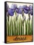 Irises-Daniel Patrick Kessler-Framed Stretched Canvas