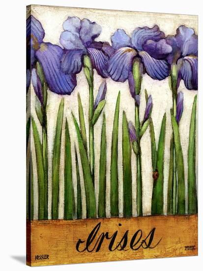 Irises-Daniel Patrick Kessler-Stretched Canvas