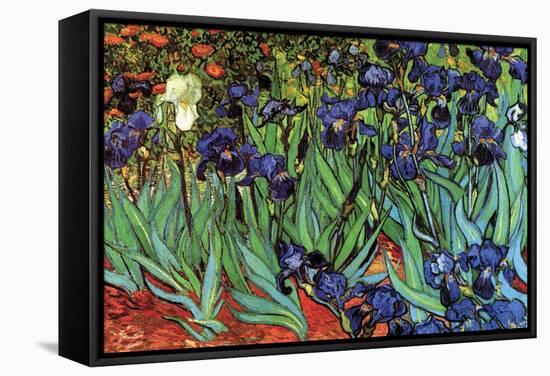 Irises-Vincent van Gogh-Framed Stretched Canvas