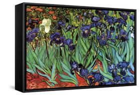 Irises-Vincent van Gogh-Framed Stretched Canvas