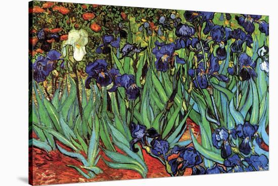 Irises-Vincent van Gogh-Stretched Canvas