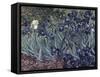 Irises-Vincent van Gogh-Framed Stretched Canvas