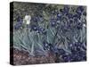 Irises-Vincent van Gogh-Stretched Canvas