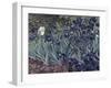 Irises-Vincent van Gogh-Framed Giclee Print