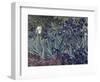 Irises-Vincent van Gogh-Framed Giclee Print