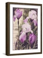 Irises-Mindy Sommers-Framed Giclee Print