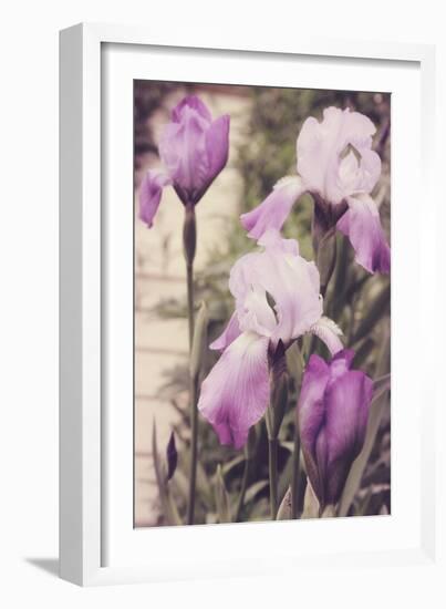 Irises-Mindy Sommers-Framed Giclee Print