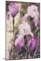 Irises-Mindy Sommers-Mounted Giclee Print