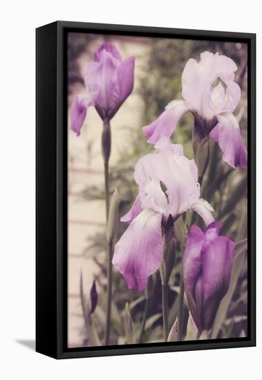 Irises-Mindy Sommers-Framed Stretched Canvas