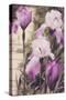 Irises-Mindy Sommers-Stretched Canvas