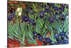 Irises-Vincent van Gogh-Stretched Canvas