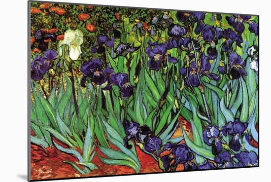Irises-Vincent van Gogh-Mounted Premium Giclee Print