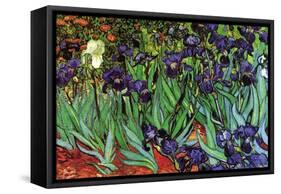 Irises-Vincent van Gogh-Framed Stretched Canvas