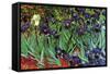 Irises-Vincent van Gogh-Framed Stretched Canvas