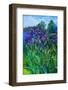 Irises-Andrii Kutsachenko-Framed Photographic Print