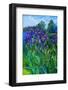 Irises-Andrii Kutsachenko-Framed Photographic Print