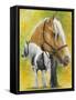 Irish Cob-Barbara Keith-Framed Stretched Canvas