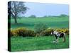 Irish Colt and Mother, County Cork, Ireland-Marilyn Parver-Stretched Canvas