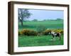 Irish Colt and Mother, County Cork, Ireland-Marilyn Parver-Framed Photographic Print