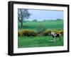 Irish Colt and Mother, County Cork, Ireland-Marilyn Parver-Framed Photographic Print