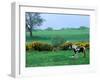 Irish Colt and Mother, County Cork, Ireland-Marilyn Parver-Framed Photographic Print