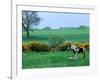Irish Colt and Mother, County Cork, Ireland-Marilyn Parver-Framed Photographic Print