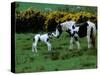 Irish Colt and Mother, County Cork, Ireland-Marilyn Parver-Stretched Canvas