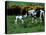 Irish Colt and Mother, County Cork, Ireland-Marilyn Parver-Stretched Canvas