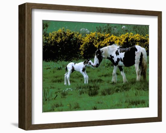 Irish Colt and Mother, County Cork, Ireland-Marilyn Parver-Framed Photographic Print