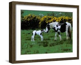 Irish Colt and Mother, County Cork, Ireland-Marilyn Parver-Framed Photographic Print