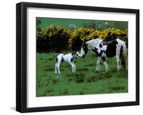 Irish Colt and Mother, County Cork, Ireland-Marilyn Parver-Framed Photographic Print