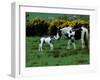 Irish Colt and Mother, County Cork, Ireland-Marilyn Parver-Framed Photographic Print