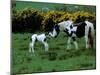 Irish Colt and Mother, County Cork, Ireland-Marilyn Parver-Mounted Photographic Print
