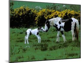 Irish Colt and Mother, County Cork, Ireland-Marilyn Parver-Mounted Photographic Print