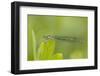 Irish Damselfly (Coenagrion Lunulatum) on Leaf, Montiagh's Moss, County Antrim, Northern Ireland-Ben Hall-Framed Photographic Print