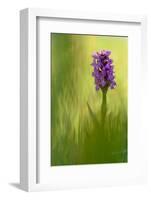 Irish march orchid in flower, Sainte Marguerite, France-Michel Poinsignon-Framed Photographic Print