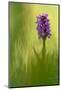 Irish march orchid in flower, Sainte Marguerite, France-Michel Poinsignon-Mounted Photographic Print