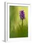 Irish march orchid in flower, Sainte Marguerite, France-Michel Poinsignon-Framed Photographic Print