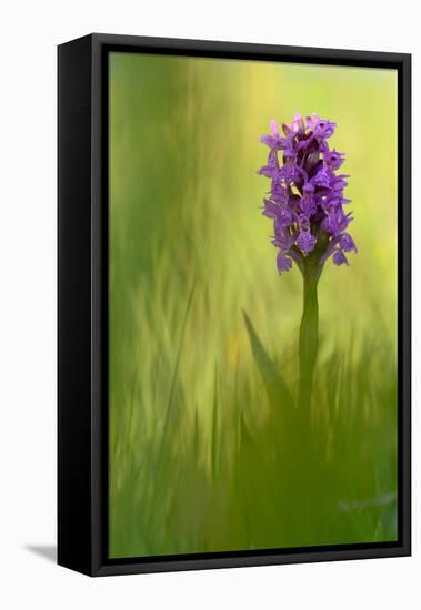 Irish march orchid in flower, Sainte Marguerite, France-Michel Poinsignon-Framed Stretched Canvas
