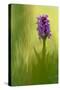 Irish march orchid in flower, Sainte Marguerite, France-Michel Poinsignon-Stretched Canvas