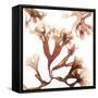 Irish Moss Seaweed-Cristina-Framed Stretched Canvas