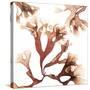 Irish Moss Seaweed-Cristina-Stretched Canvas