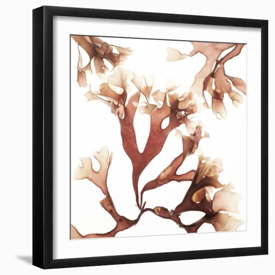 Irish Moss Seaweed-Cristina-Framed Premium Photographic Print