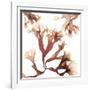 Irish Moss Seaweed-Cristina-Framed Photographic Print