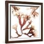 Irish Moss Seaweed-Cristina-Framed Photographic Print