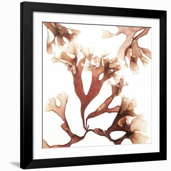 Irish Moss Seaweed-Cristina-Framed Photographic Print