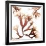 Irish Moss Seaweed-Cristina-Framed Photographic Print