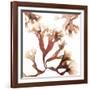 Irish Moss Seaweed-Cristina-Framed Photographic Print