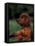 Irish / Red Setter Puppy Lying on Grass-Adriano Bacchella-Framed Stretched Canvas