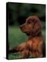 Irish / Red Setter Puppy Lying on Grass-Adriano Bacchella-Stretched Canvas